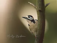 Spechten [Piciformes]